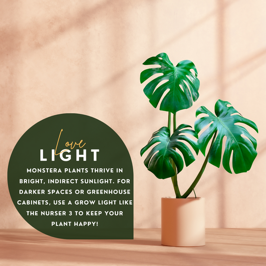 Monstera in indirect light with a description of its lighting needs