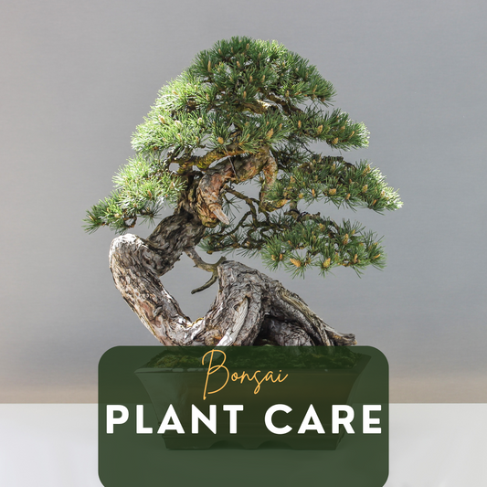 Ultimate Bonsai Plant Care Guide: Expert Tips and Benefits of Grow Lights