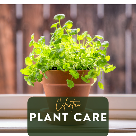 Ultimate Cilantro Plant Care Guide: Expert Tips and Benefits of Grow Lights