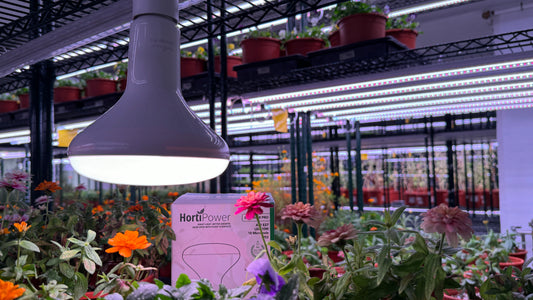 The power of Flowering Lights: Maximising Blooms and Fruits with Expert Techniques