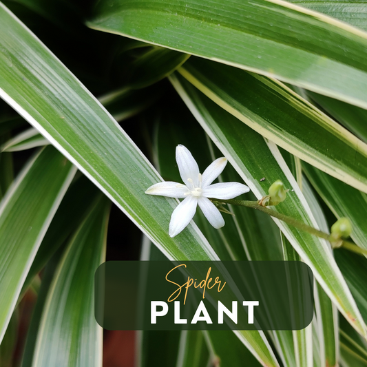 Ultimate Spider Plant Care Guide: Expert Tips and Benefits of Grow Lights