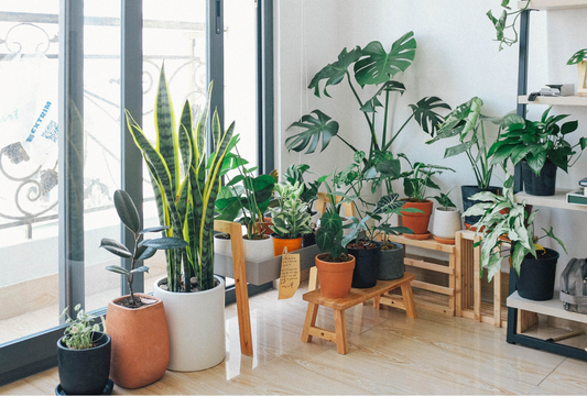 Keep Your Plants Thriving All Winter: A Step-by-Step Guide to Indoor Transition