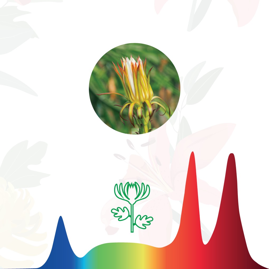 HortiPower Bloomer Pro (Flowering lamp) E27