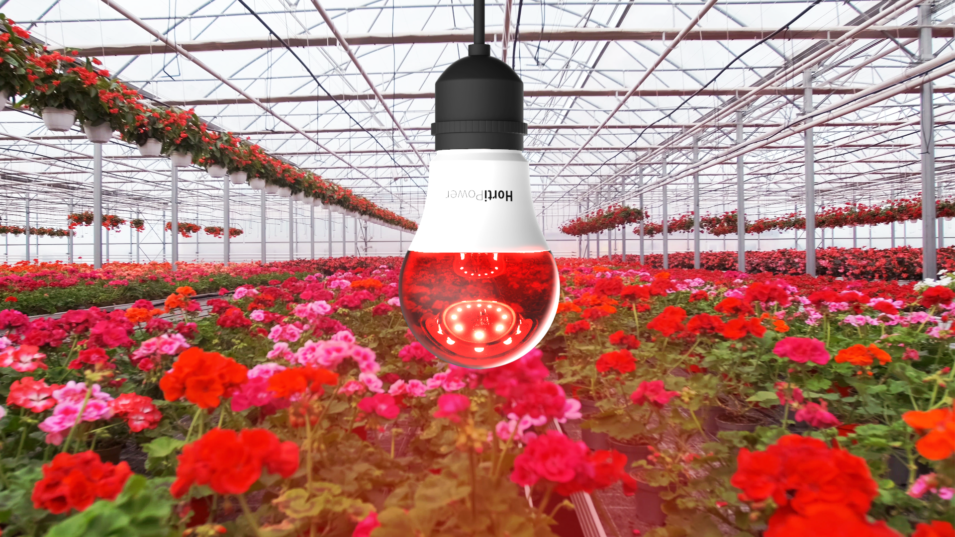 HortiPower Bloomer, Flowering light E27 5W to stimulate flowering