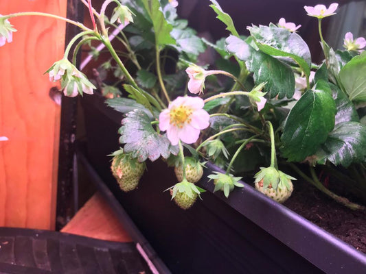 Verhalen over zaaien en planten