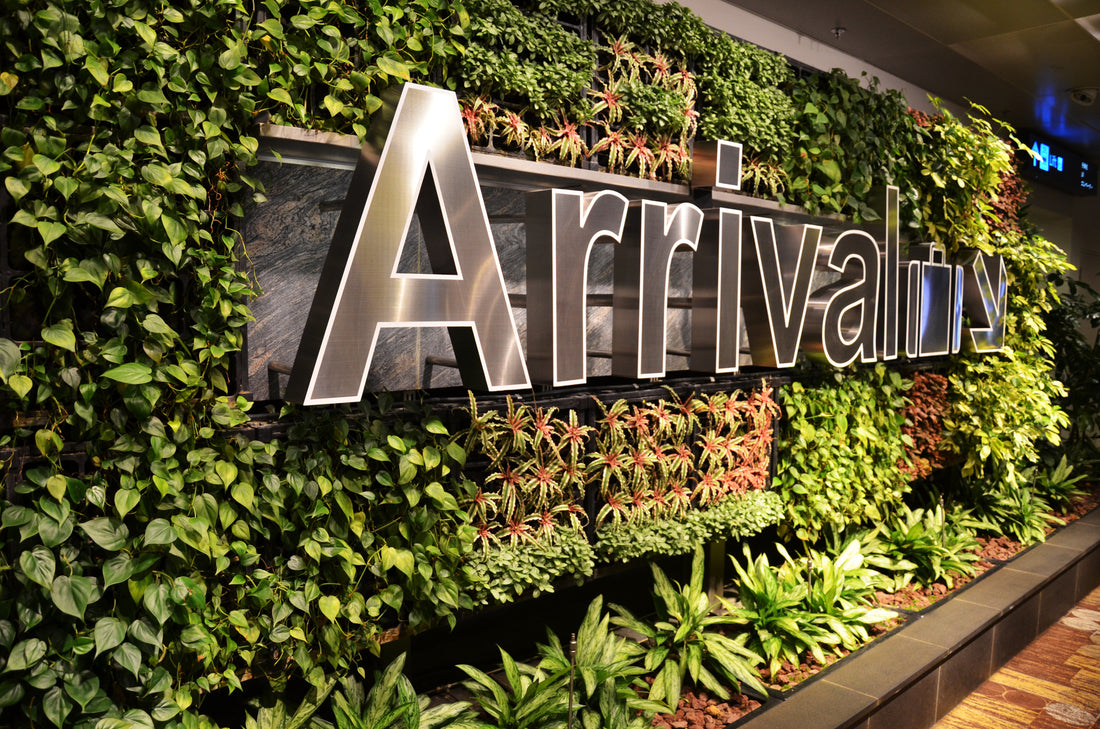 Greenwall showing plants on wall and greenwall lighting
