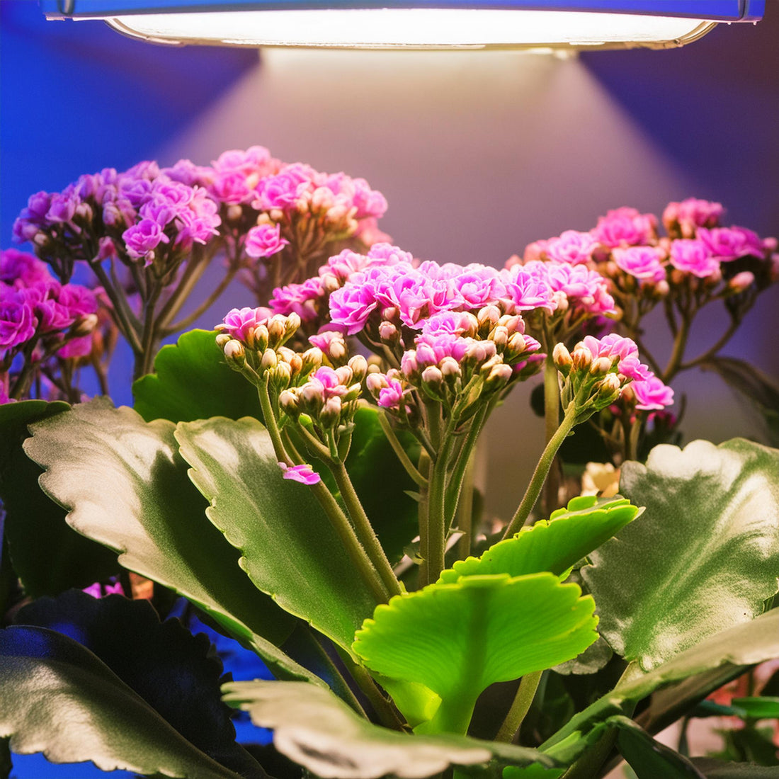 Kalanchoe blossfeldiana under grow light