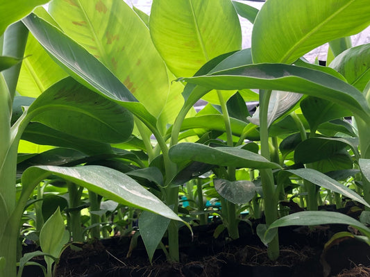 Using indoor plant-centric lights to grow food