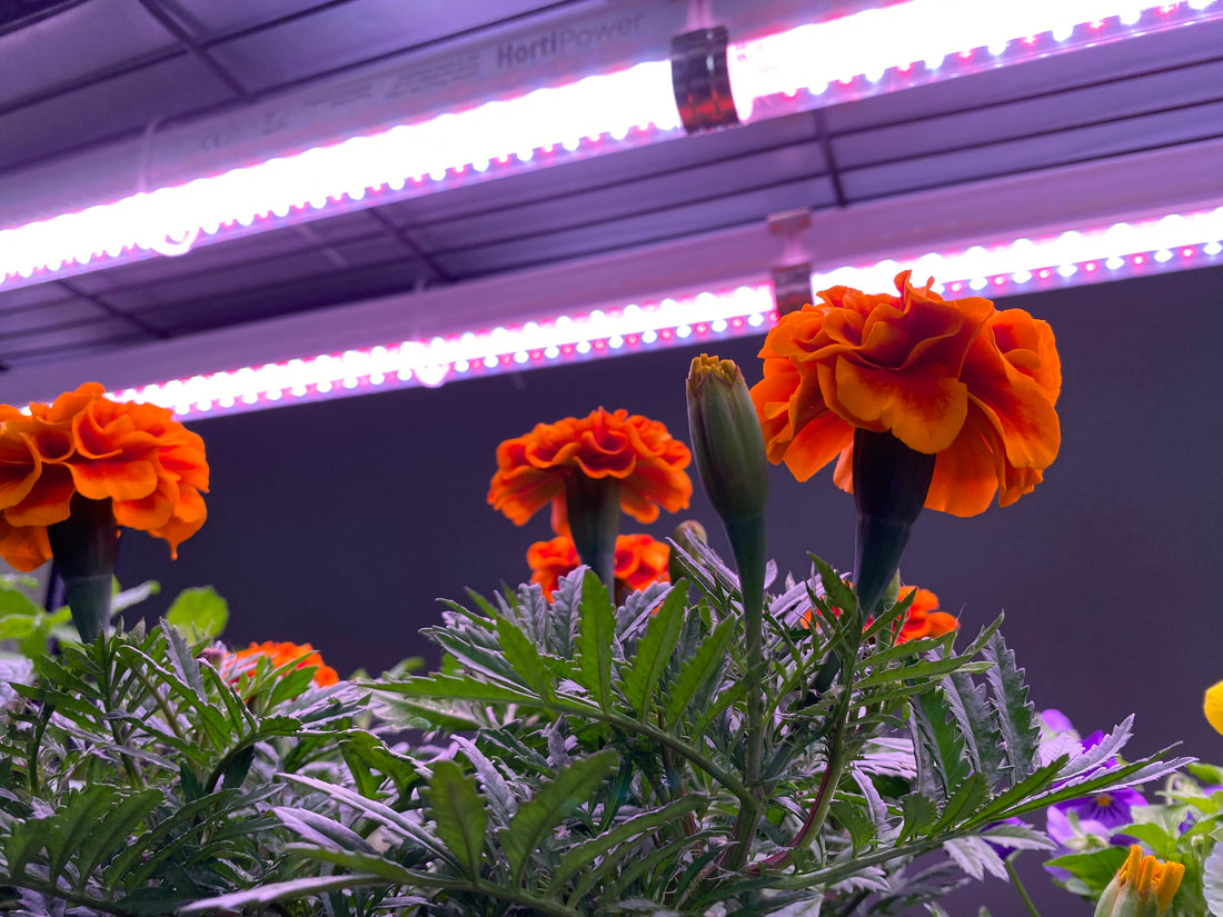 Targetes (flowers) under a growlight