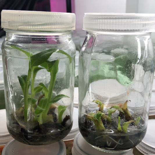 Tissue culture problems (and solutions) with lighting