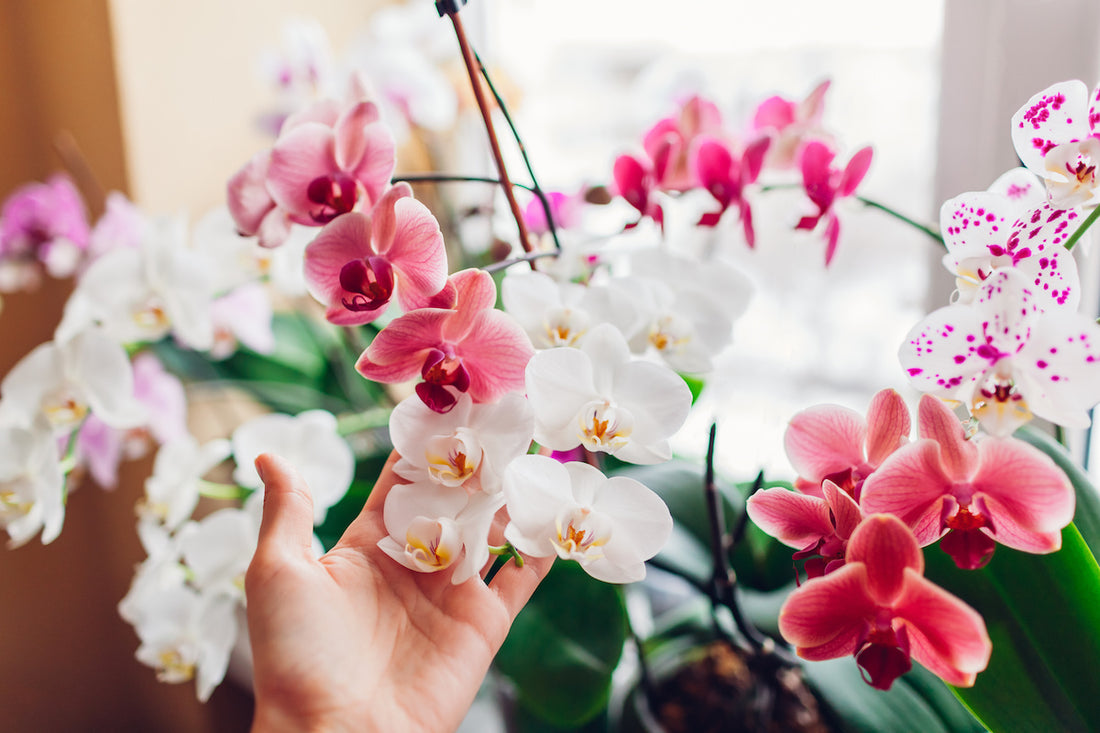 How to make your orchids rebloom?