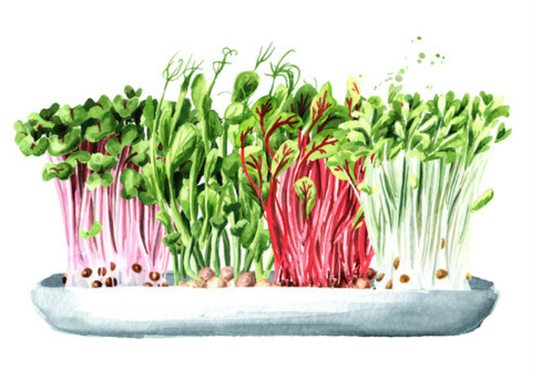 HOME: Growing and Selling Microgreens