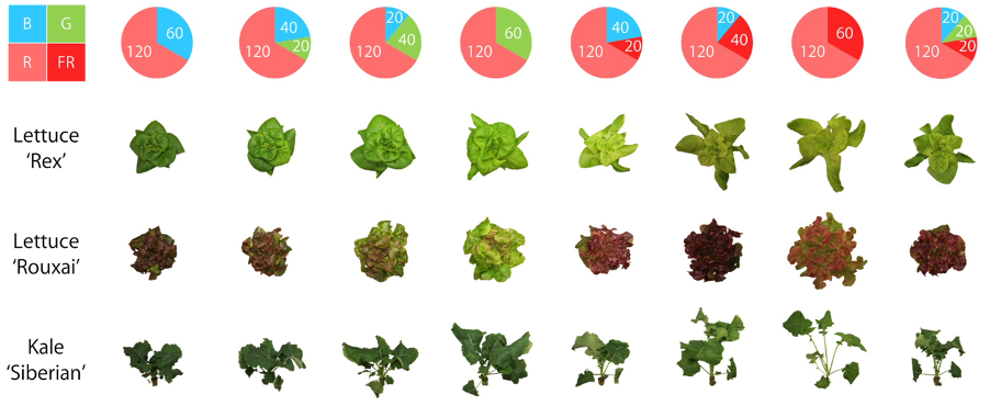 HortiCann Light + Tech notes and how to choose your grow lights
