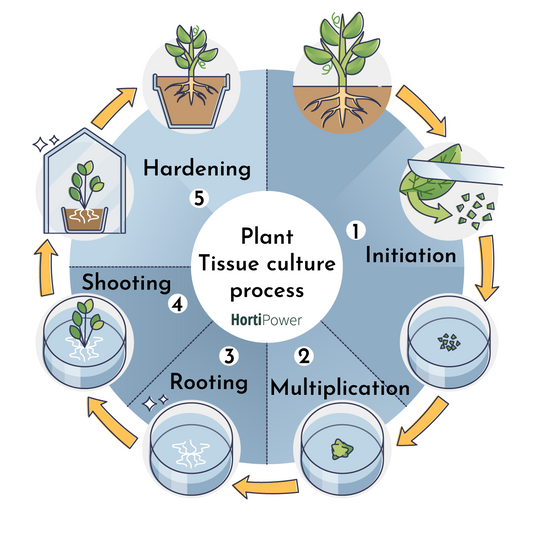 Tissue Culture and Lighting: 8 Best Practices