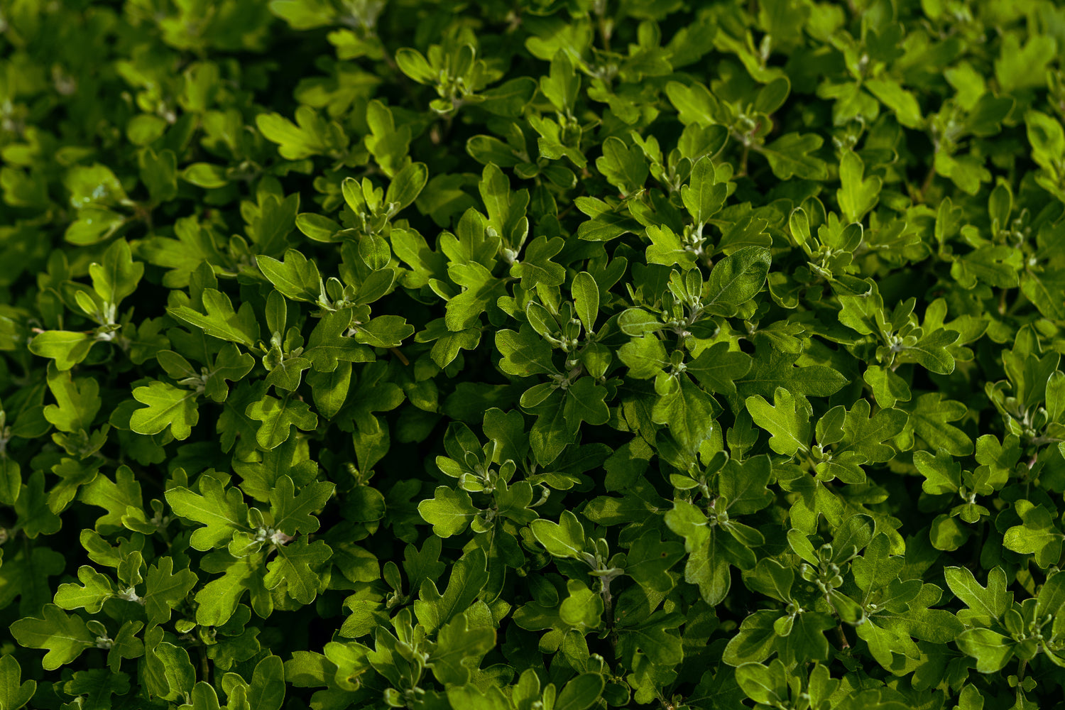 Chrysanthemum without flowers 