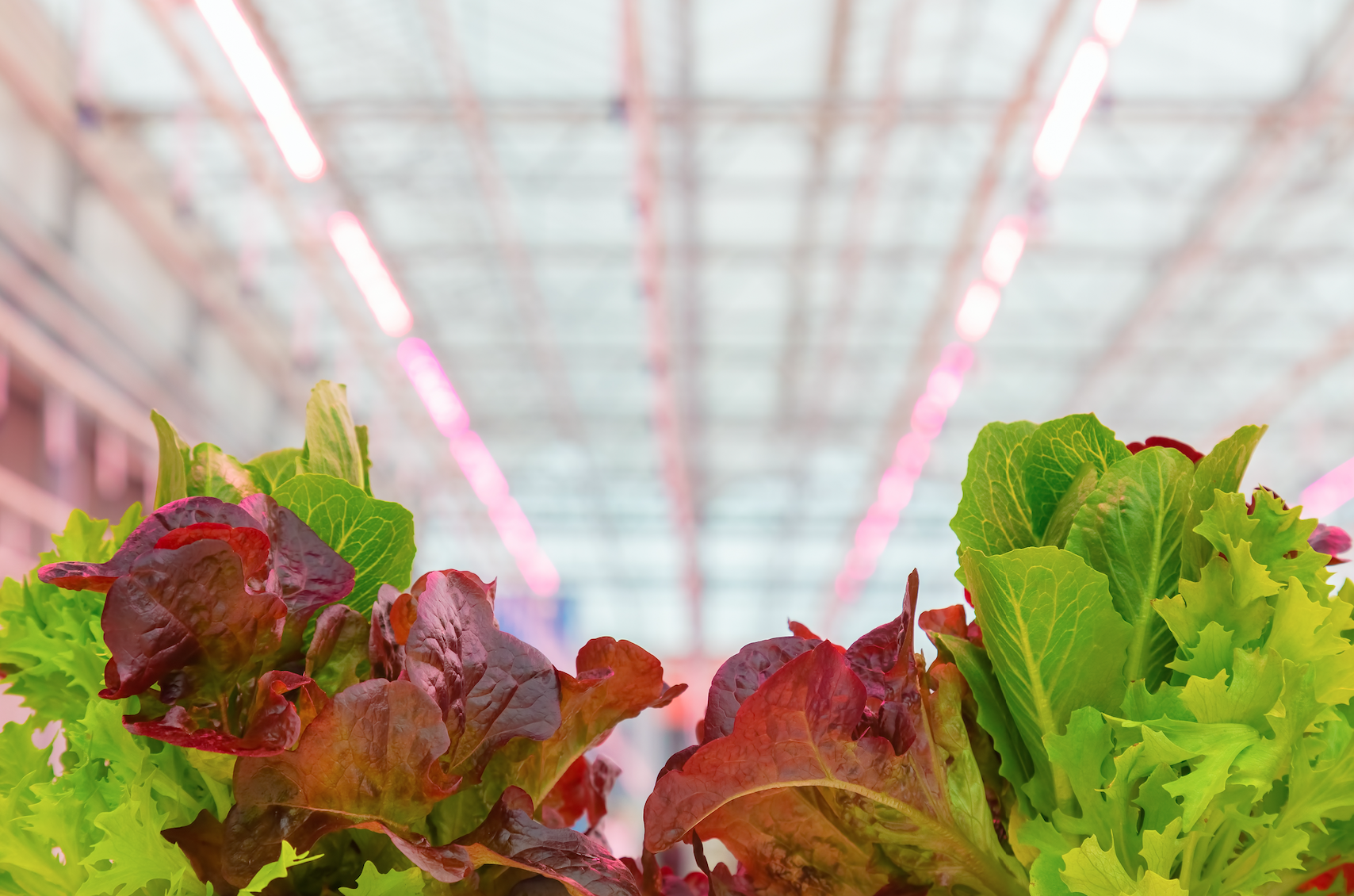 HortiPower Grower Light for greenhouse, flexible spectrum, HPS replacement, Hybrid, 600W, 
