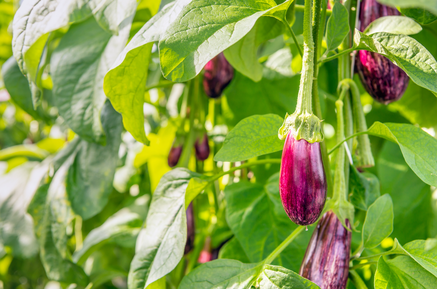 HortiPower Grower Light for greenhouse aubergine