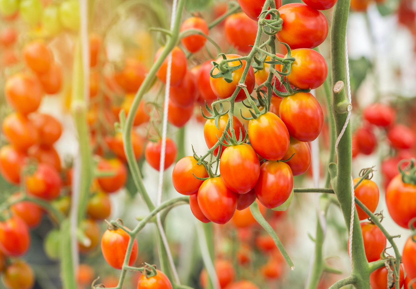 HortiPower Grower Light for greenhouse tomato