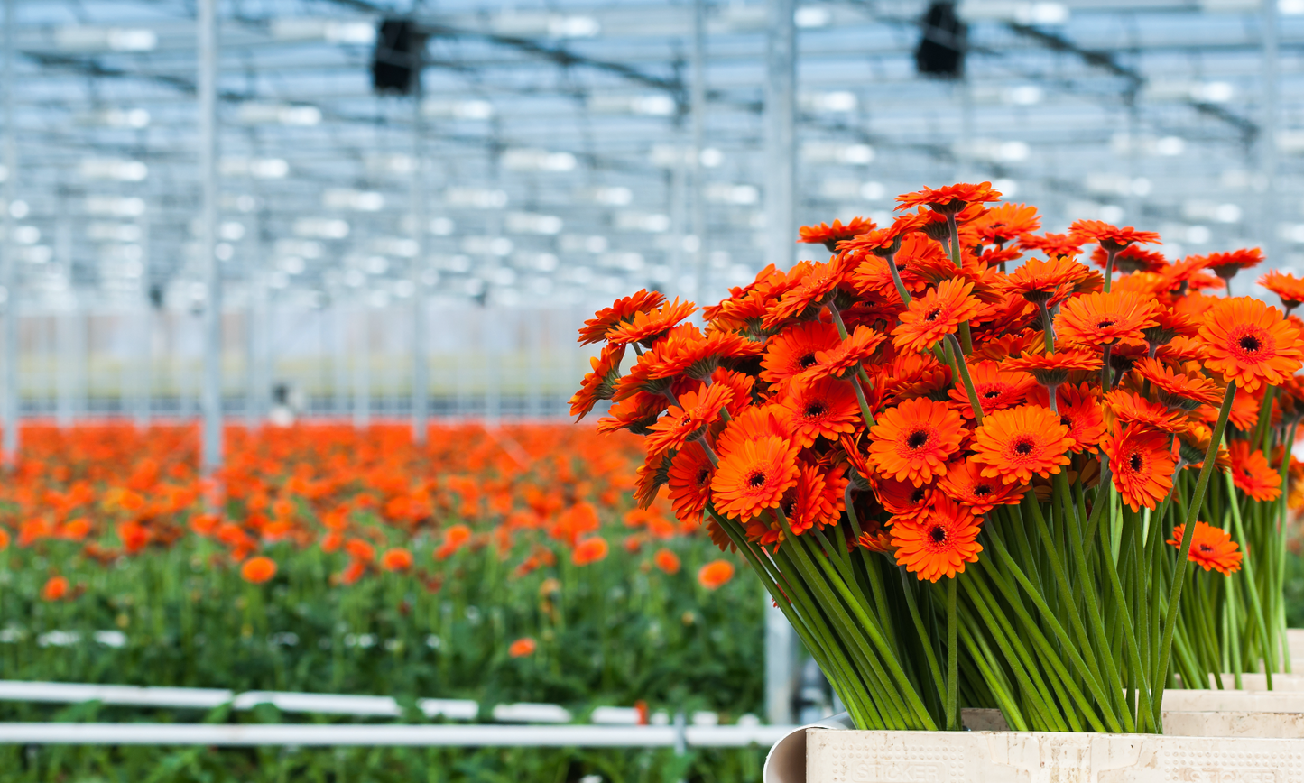 HortiPower Grower Light for greenhouse chryssantemum